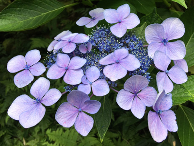 欽山のお庭に紫陽花が咲いています