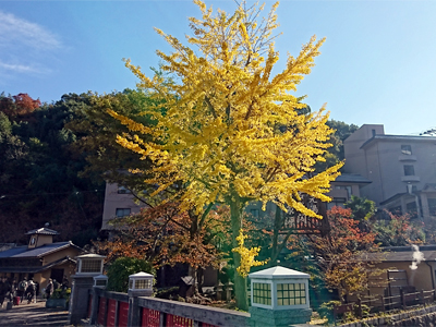 有馬温泉紅葉便り　2017年11月7日