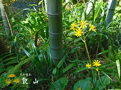 欽山のお庭につわぶきの花が咲きました！