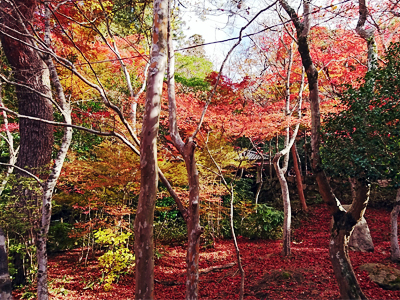 有馬温泉紅葉便り　2017年11月13日