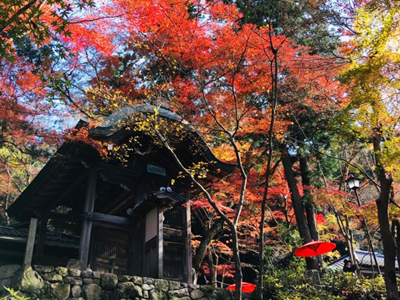 有馬温泉紅葉便り 2017年11月17日