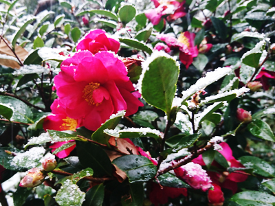 欽山 冬の庭園を彩る「寒椿」の花