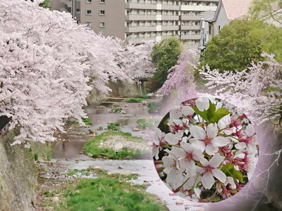 2018年有馬桜便り　～第３弾～