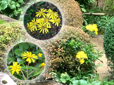 つわぶきの花が元気に咲いています ～欽山 庭園～