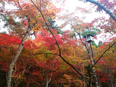 有馬温泉紅葉便り 第２弾  2018年11月9日号