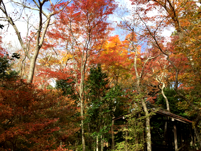 有馬温泉紅葉便り 2018年11月15日号