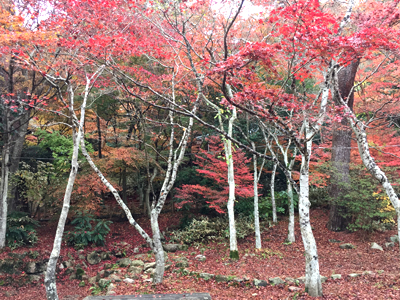 有馬温泉紅葉便り 2018年11月22日号