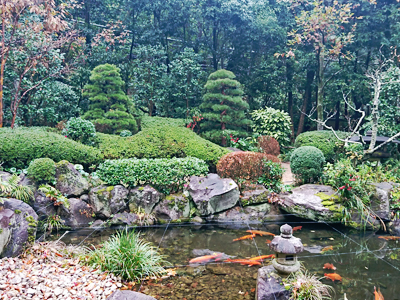 昨日欽山のお庭の松の木が植替えられました！