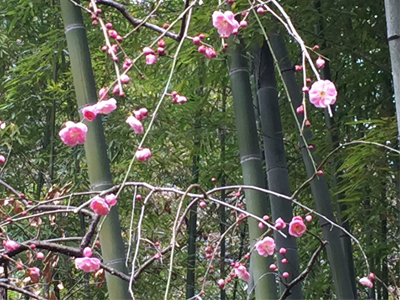 「梅」にはつぼみがいっぱい☆ 欽山の庭園に春の知らせ！