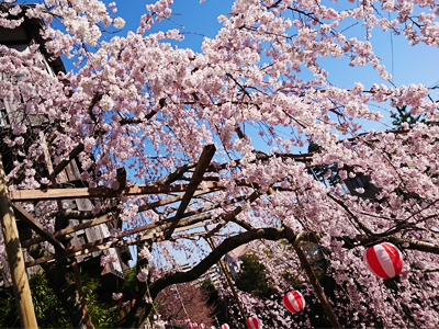 有馬桜便り ☆第2弾☆ まだかな。まだかな。待ち遠しい有馬の桜。