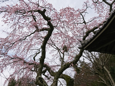 有馬桜便り　☆第３弾☆ 温泉街にも春が来た☆