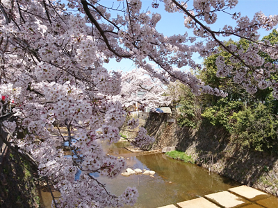 有馬桜便り ☆第4弾☆ 有馬川の桜、今が見頃です♪