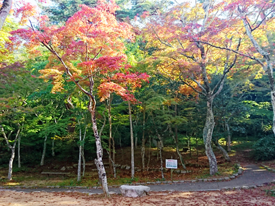 有馬温泉紅葉便り　-2-　秋の味覚『栗』を片手に散策を♪