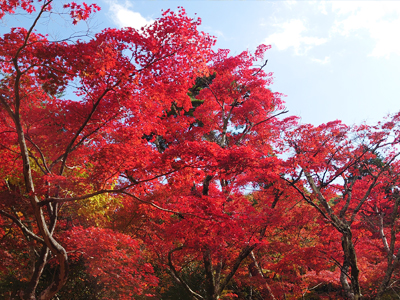 有馬温泉紅葉便り　-3-　瑞宝寺公園が見頃です★