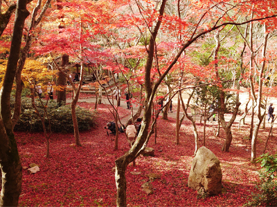 有馬温泉紅葉便り　-ラスト-　令和元年の紅葉もそろそろ見納め！