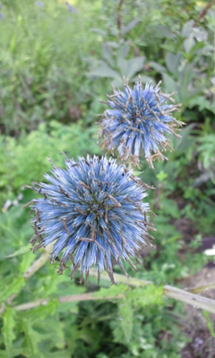 爽やかな風と可憐な花々