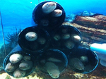 20110301-anago.jpg