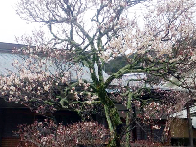 有馬温泉 花便り　～君ならで誰にか見せむ梅の花