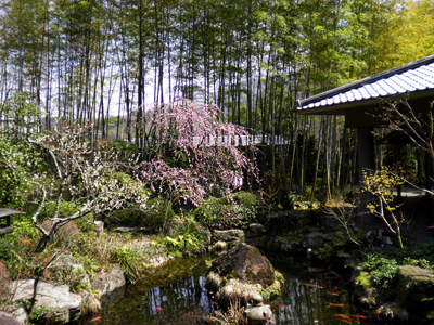 続・有馬温泉 花便り ～梅香る庭に山茱萸の花～