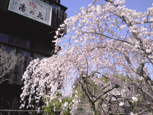 有馬温泉　桜便り　