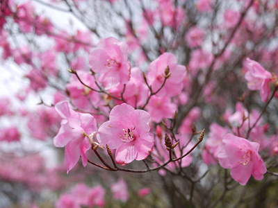 春満開の開花状況！