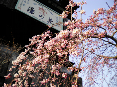 有馬温泉 桜便り　～さ・く・ら 咲き始めました♪～