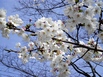 有馬温泉　桜便り　～ソメイヨシノも♪～