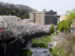 20110410有馬川.jpg