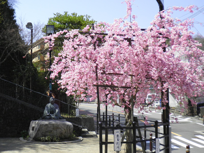 有馬温泉　桜便り　～今まさに満開！～