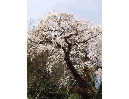 4/06 善福寺糸桜