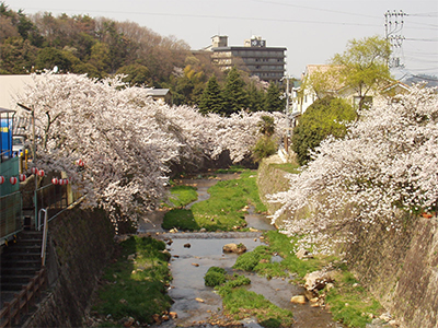 4/12 まだ桜はキレイです