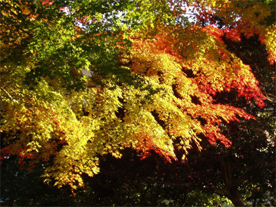 錦秋・瑞宝寺公園