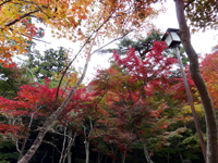 紅葉2008　in 瑞宝寺公園