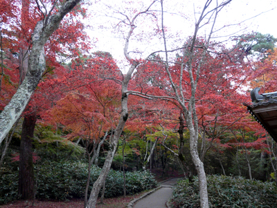 紅葉が見頃です！