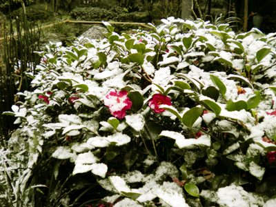 うっすらと雪化粧