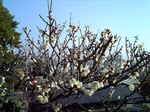 20100225-1.jpg