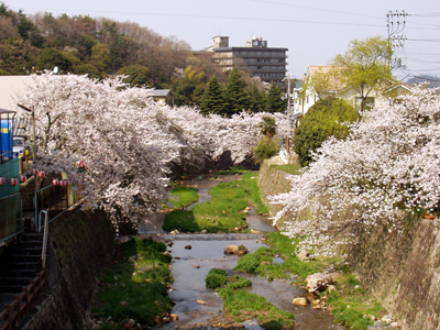 春休みももう目前！今年の桜は...？