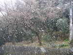 20100329-1.jpg