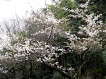 20100401-1.jpg