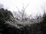 20100405-1.jpg