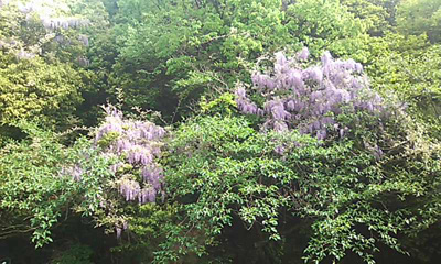 有馬温泉の山々を彩る二季草（ふたきぐさ）