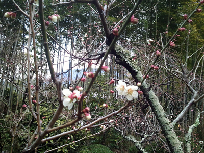 欽山庭園にも春の足音が