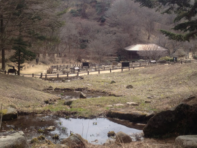 春の気配を見つけてきました！「六甲高山植物園」