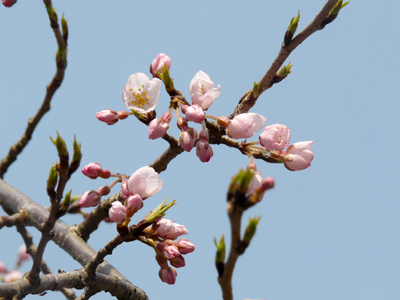 2012有馬温泉桜便り第2弾～吉高屋の桜が開花！～