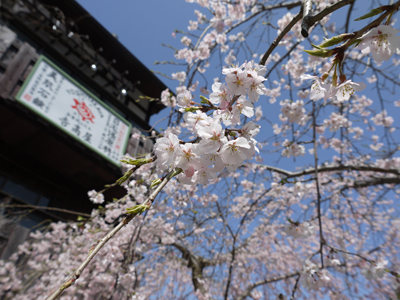 2012有馬温泉桜便り第3弾～吉高屋・善福寺の糸桜が見頃～