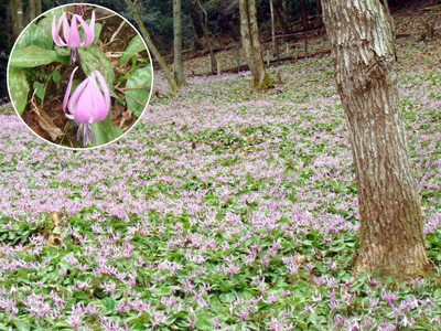 氷上･清住地区ではカタクリの花が見頃を迎えました♪