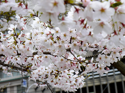 2012有馬温泉桜便り第4弾～各所で満開！～