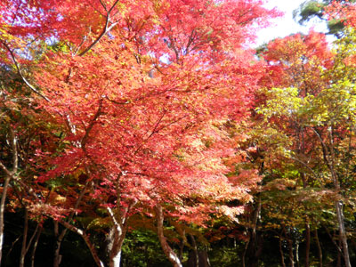 2012 有馬温泉　紅葉だより　第2弾　お待たせしました♪