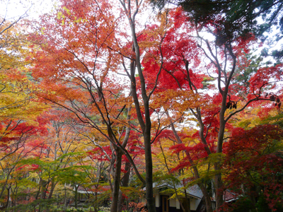 2012 有馬温泉　紅葉だより　第３弾　もう少し楽しめそうです