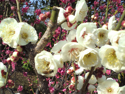 須磨離宮公園は梅の花盛りでした♪